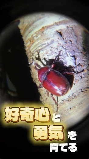 【自然体験】夜のカブトムシ探検 BUB RESORT千葉 #バブリゾート #bubresort