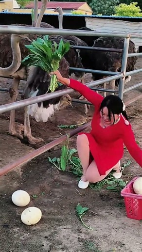 #funny #animals #pets #westwindexploringtheskinnyhorse #keeperdailylife