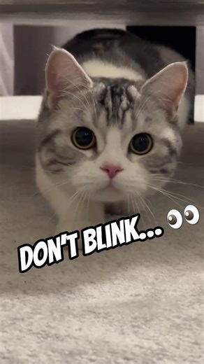 cat.exe cute | distance closing