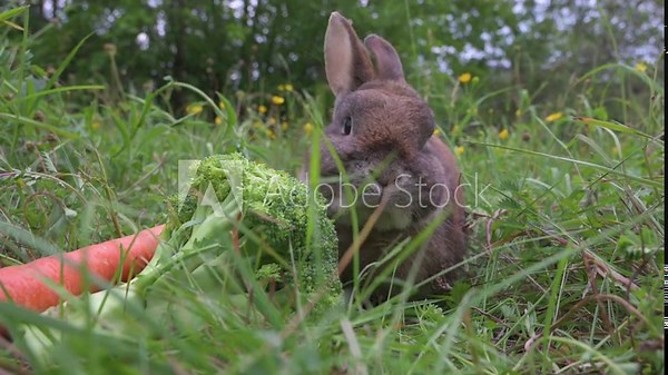 Domestic rabbit or bunny eating broccoli on green spring meadow, nature, cute animal wildlife, pet on a farm