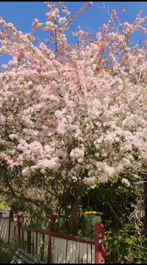 1.2K views | 澳洲的cellglo顾客发给karen的春天的景色花朵 也太太美了。。 沒有去澳洲也可从图片里赏花，谢谢您殺 粉丝们看看有美吗？ #澳洲#春天#风景花朵 周日早安❤ | Karen可人直播室 | Facebook