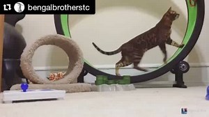 243K views · 1.1K reactions | Titan's cat room is complete with his...
