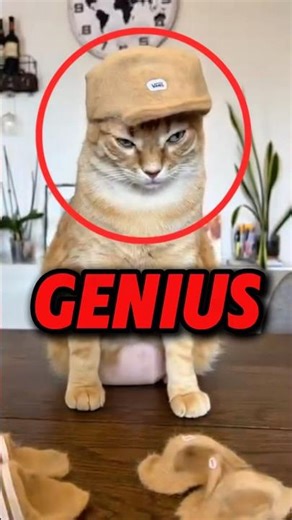 He Turned Cat Fur Into Fashion!