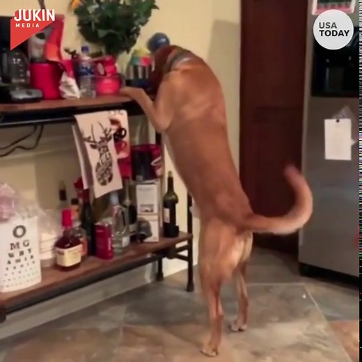 Dog fetches beer from fridge, tosses empty can in trash