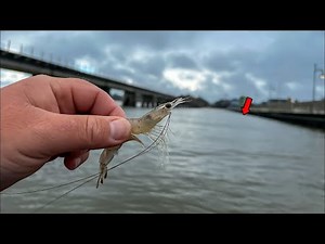 Using LIVE SHRIMP to Catch The BEST Tasting INSHORE Fish!! {CATCH AND COOK}