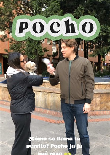 Entrevistando Mascotas Pt. 7 | Pocho Volvemos con esta entrevista a un Shih Tzu de 2.5 años (aproximadamente). Vean el video entero para enterarse que tiene en común con Jacko 🐶 ¿Que pregunta deberíamos hacer en la siguiente entrevista? Entrevista by Mavi Design #mascotastiktok #perros #shihtzu #mascotas #CapCut