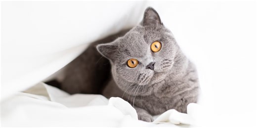 The 15 Most Expensive Cat Breeds When Money Is No Object