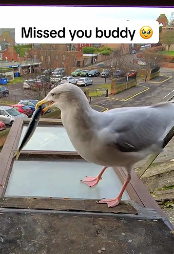 Back home to my gorgeous boy, don’t worry i always get a sitter when i’m away ❤️ #fyp #foryou #seagull #feedingsteven #bird
