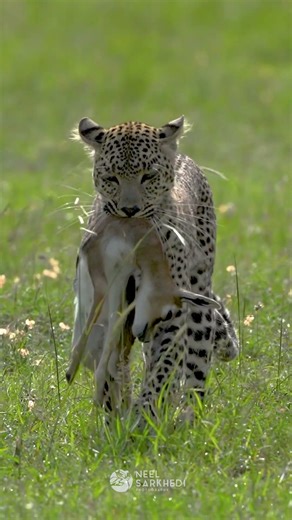 Leopard Killing Its Prey – A Deadly Hunt Unfolds! 🐆🔥