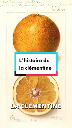 L’histoire fascinante de la clémentine🍊