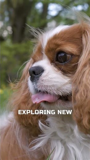 The Truth About Cavalier King Charles Spaniels