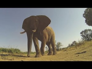 Getting Stepped On By An Elephant