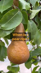 How to tell if a pear is ripe. It’s pear season and knowing when to harvest means optimal fruit flavour. If bottling pears, pick them when they are still firm, before peak ripeness, so they hold their shape 🍐 | Heritage Fruit Trees