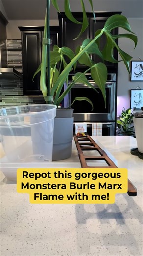 Repotting this beautiful Monstera out of a dense soil to my chunky soil mix. Adding a @Treleaf trellis. #plants #monstera #plantsoftiktok #fyp #indoorplants