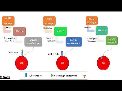 Groupes sanguins et allèles multiples - Base moléculaire du système ABO.