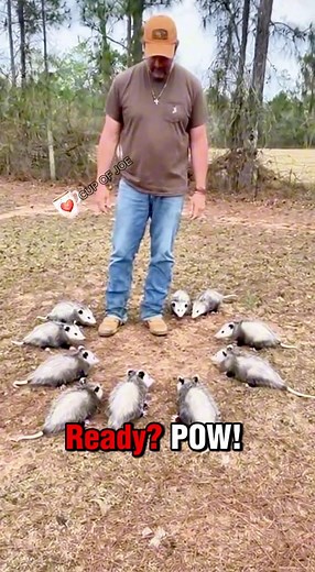 36K views · 239 reactions | Opossums Play Dead in shocking display of their talents! #opossum #possum #playdead | Cup of Joe Films | Facebook