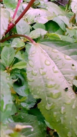 モロヘイヤの莢に毒？安全な育て方を解説！ #家庭菜園