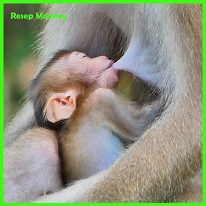 Look ! This Baby Doing haha ! Look at his Face Lol!!! | RESEP Monkey