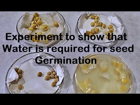 Water is required for Germination Experiment