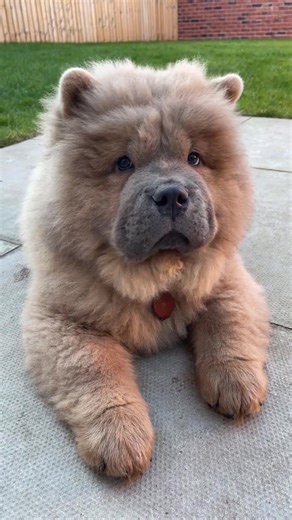 Cutest little baby 🫶 #chow #chowchow #chowchowpuppy #dogsoftiktok #puppy