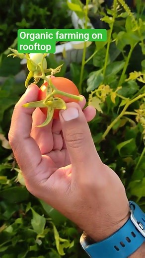 How to do organic farming, terrace gardening ideas #garden #viralshort #plants #shorts