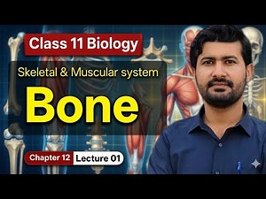 Structure of Bone (Skeletal and Muscular system) Class 11 biology chapter 12 by irtisam's biology