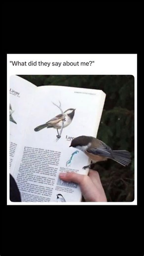 Johnny Bravo Explains Memes | Hey everyone, Johnny here to explain. This meme is funny because it anthropomorphizes the bird, making it seem self-conscious and curious... | Instagram