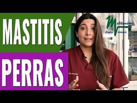 MASTITIS EN PERRAS. MASTITIS CANINA/QUÉ ES, TRATAMIENTO Y PREVENCIÓN