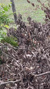 🐰9 Weeks old🐰 Rabbit dog in training. Look at that tail when she smells the rabbit track!!! I’ll be posting videos for the ones who want to see this pup getting trained. | Western Maryland Hunting