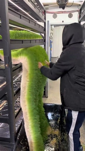 Why US Dairy Farms Use Hydroponic Grass #shorts