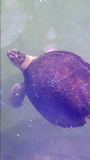 TURTLE RESCUE: Florida Keys. Marathon’s Sea Turtle Hospital. Green Sea Turtle. Hawksbill. Loggerhead