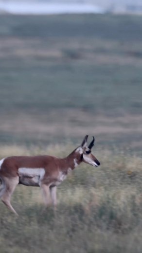 5.4K views · 61 reactions | Trail Cameras can be crucial to success when chasing after pronghorn for a number of reason. @fredeichler shares some tips on how he’s used Stealth Cam cameras over the years to help. | Stealth Cam | Facebook