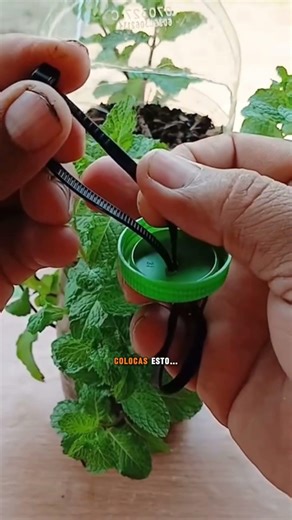 Aprende a cultivar tus propias hortalizas con hidroponía y disfrutá alimentos frescos desde tu casa