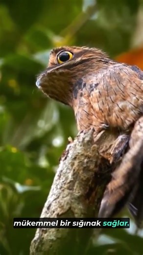 "The Nesting and Incubation Behaviors of Lyrebirds!" #reptiles #venomouscreatures #animals
