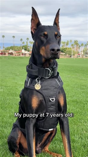 Hanny Thomas and Diesel 🇺🇸 on Instagram: "Aging like a fine wine on raw diet. Diesel has been eating mainly raw almost 7 years now. Ever since we did our kitchen renovation, we needed to find a raw food subscriptions to make Diesel’s meal time easier without sacrificing quality. That’s when we found @wefeedraw . They use High Pressure Processing (HPP) to help keep their food safe from harmful pathogens while still being gentle on Diesel’s digestion and that’s when I decided to go with their br