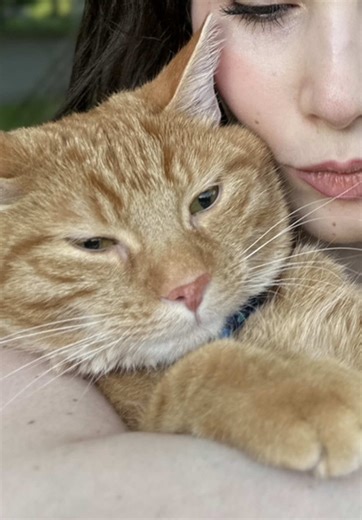 Understanding Feline Friendships: Cat Emotional Support