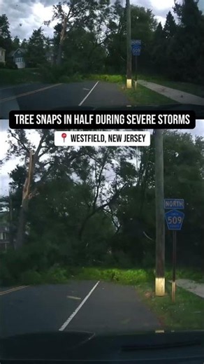 Tree snaps in half during severe storms in Westfield, New Jersey