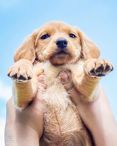 79K views · 292 reactions | If you’re a fan of The Lion King 女 and you’re a paw parent, you could WIN 1 of 2 R500 #Checkers vouchers. All you have to do is recreate a scene from the movie with your pet and post the pic in the comments section below, Ts & Cs apply. Have fun! | Checkers | Facebook