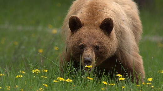 When Is the Best Season to Visit Yellowstone?