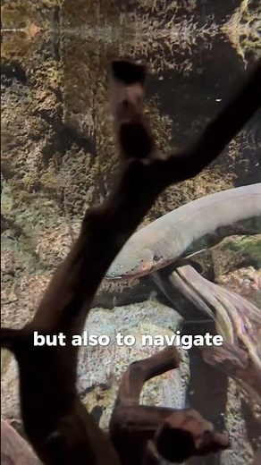 The Fish That Can Release 860 Volts of Electricity!