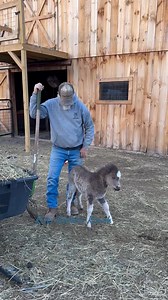 11M views · 283K reactions | Full of character & sass! #riverbottomranch #horse #mini #minihorse #cute #sassy | River Bottom Ranch | Facebook