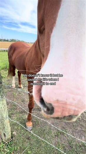 What am I gonna do without this horse #hearthorse