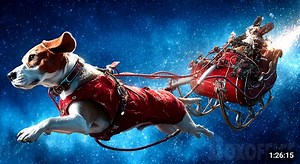 58K views · 633 reactions | Ce garçon ne pensait pas adopter le chien...