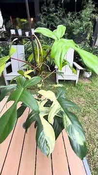 6-month update on my Philodendron Florida Beauty. #houseplants 🌿 #houseplants #plants #plantdaddy