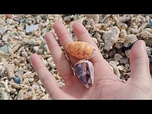 Beautifull seashells | Pick Up Shells With Robin