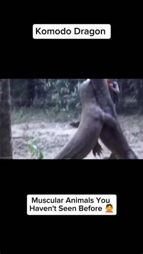 Animals You Haven't Seen Muscular | Kangaroo vs Komodo Dragon: Ultimate Fighter? 🦘🥊🐉