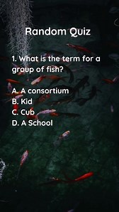 Ready to put your knowledge to the test? Get ready for a challenging journey of answering one question at a time!" | Clever & Wise Quiz