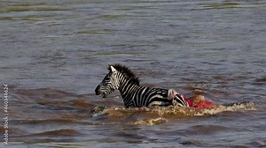 A Crocodile Attacking a Zebra During the Great Migration in Africa
