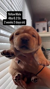 Head shots of Dottie’s puppies. These puppies are big squish balls, with lovely head pieces. All eyes are open 🩷 Can’t wait to watch them grow. Who’s your favorite?!? I know you have one! 😊 #puppiesofinstagram #dogsofinstagram #puppy #fyp #buckeyevalleylabradors | Buckeye Valley Labradors