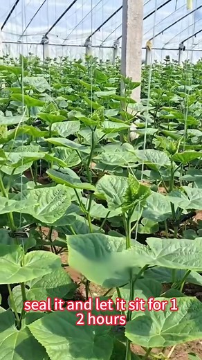 First fertilizer tip for cucumber. #agribusiness #fblifestyle | Manufor Progress